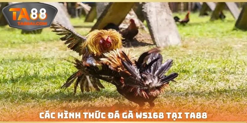 Các hình thức đá gà WS168 tại trang chủ TA88