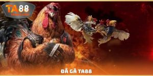 Đá Gà TA88