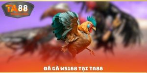 Đá Gà WS188 Tại TA88