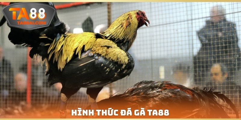 Hình thức đá gà TA88
