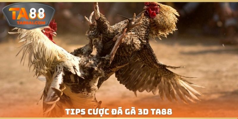 Tips đặt cược đá gà 3D TA88 chắc thắng cho tân binh