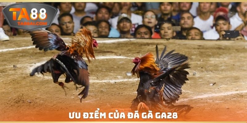 Ưu điểm của đá gà GA28