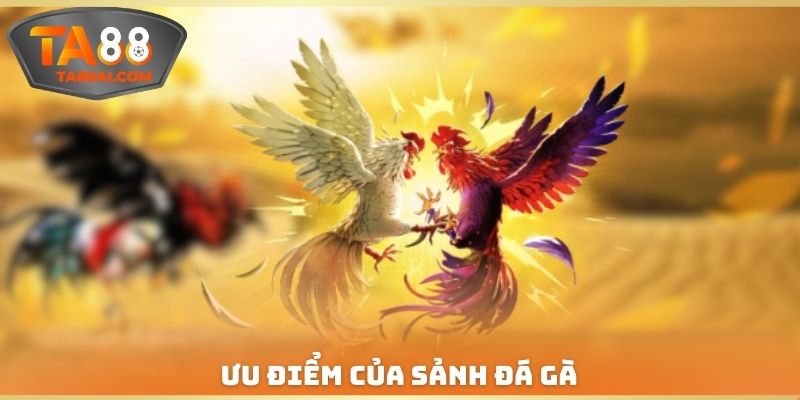 Ưu điểm của sảnh đá gà
