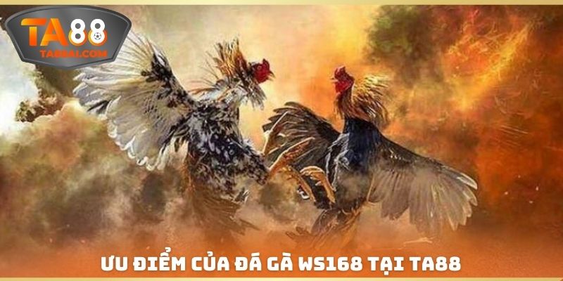 Ưu điểm đặc biệt đối với loại hình đá gà WS168 tại TA88